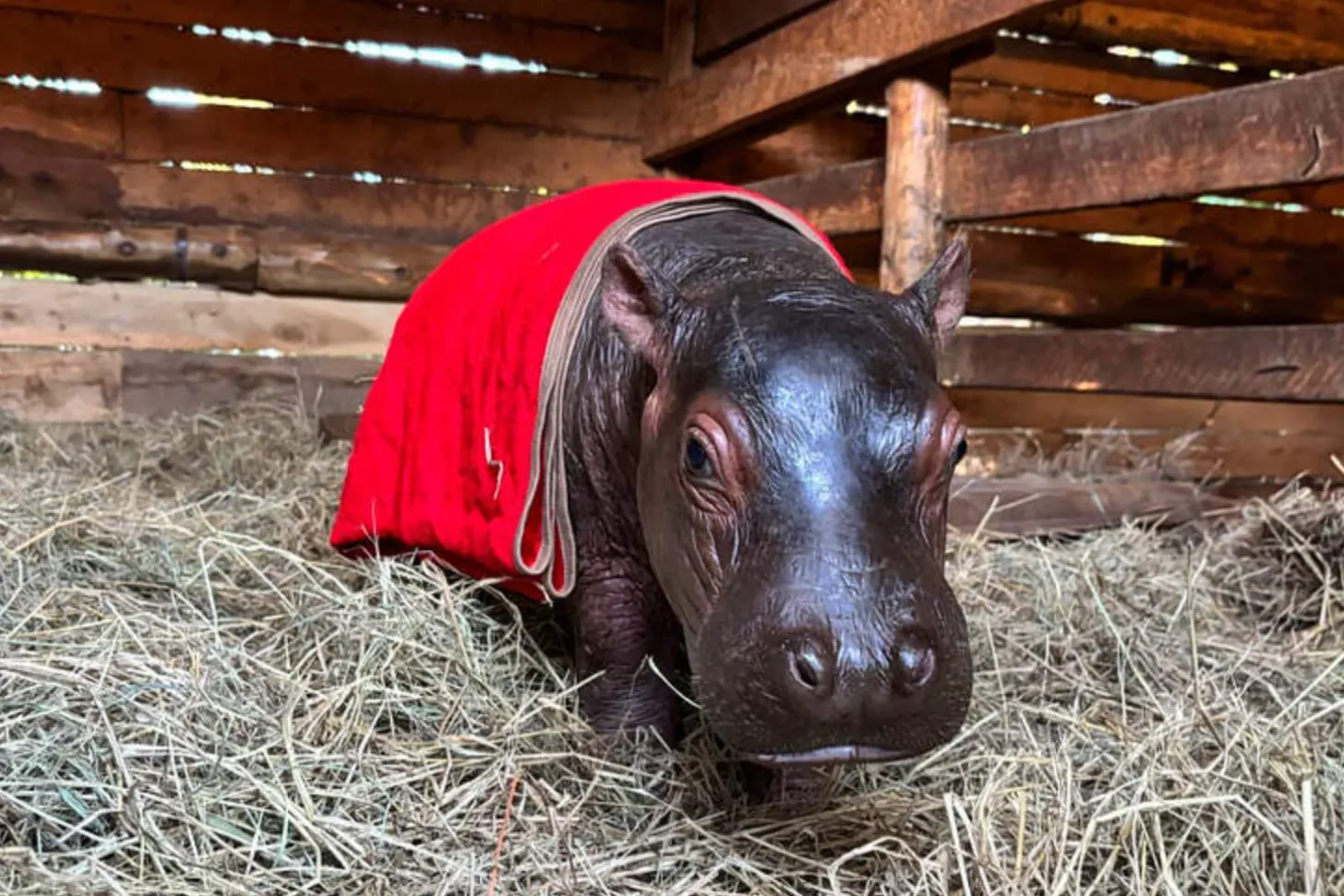 A baby hippo wearing a red blanket stands in a stall with hay on the ground, surrounded by wooden beams and overhead lighting.