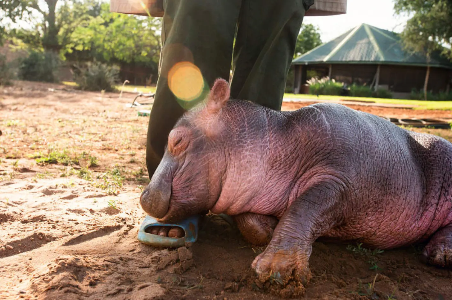 A large hippopotamus lies on sandy ground next to a caretaker's leg, eating from a blue bowl. Trees and a building with a metal roof are visible in the background.