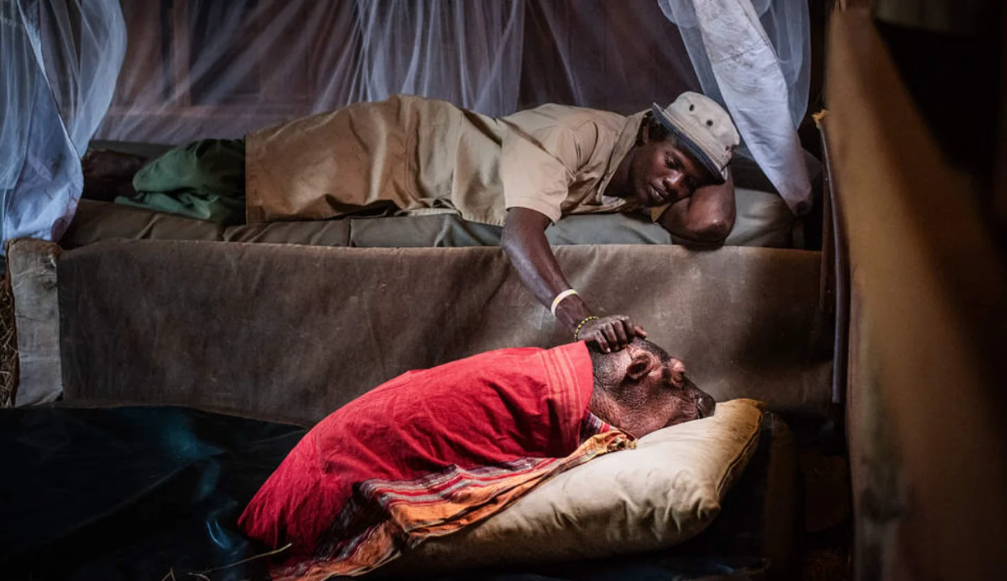 Inside a tent with sheer fabric walls. A baby hippo in the foreground wears a red shirt and rests on a pillow, while the man in the background wears a tan shirt and white head covering.