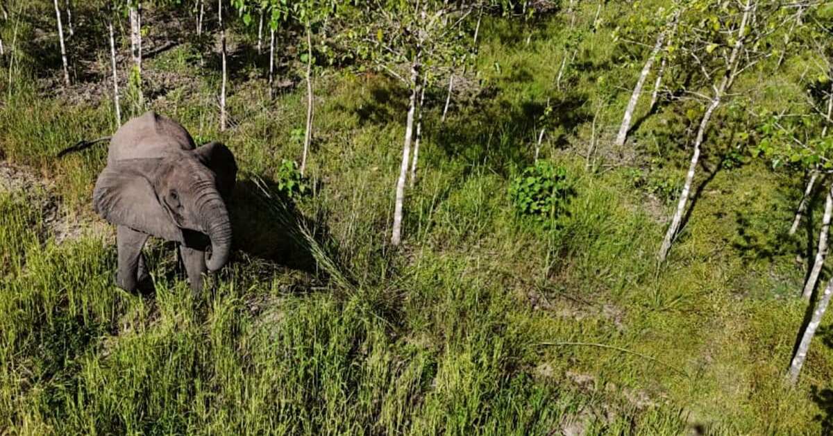 An elephant walks through tall grass and sparse birch trees in a forested area.