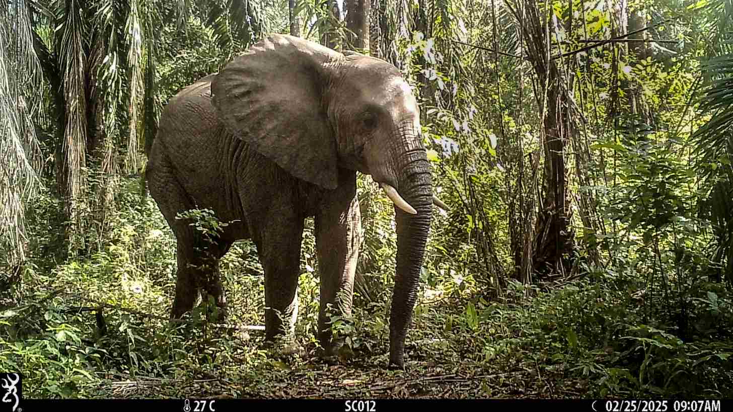 An elephant walks through dense forest vegetation. The image shows a timestamp of 02/25/2025 09:07AM and reference code SC012.