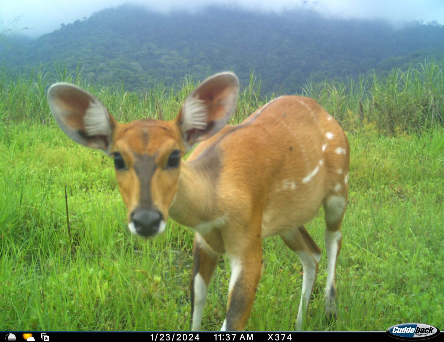 A young deer with reddish-brown fur and white markings stands in a grassy field facing the camera, with forested mountains visible in the background. Timestamp shows 1/23/2024 11:37 AM.