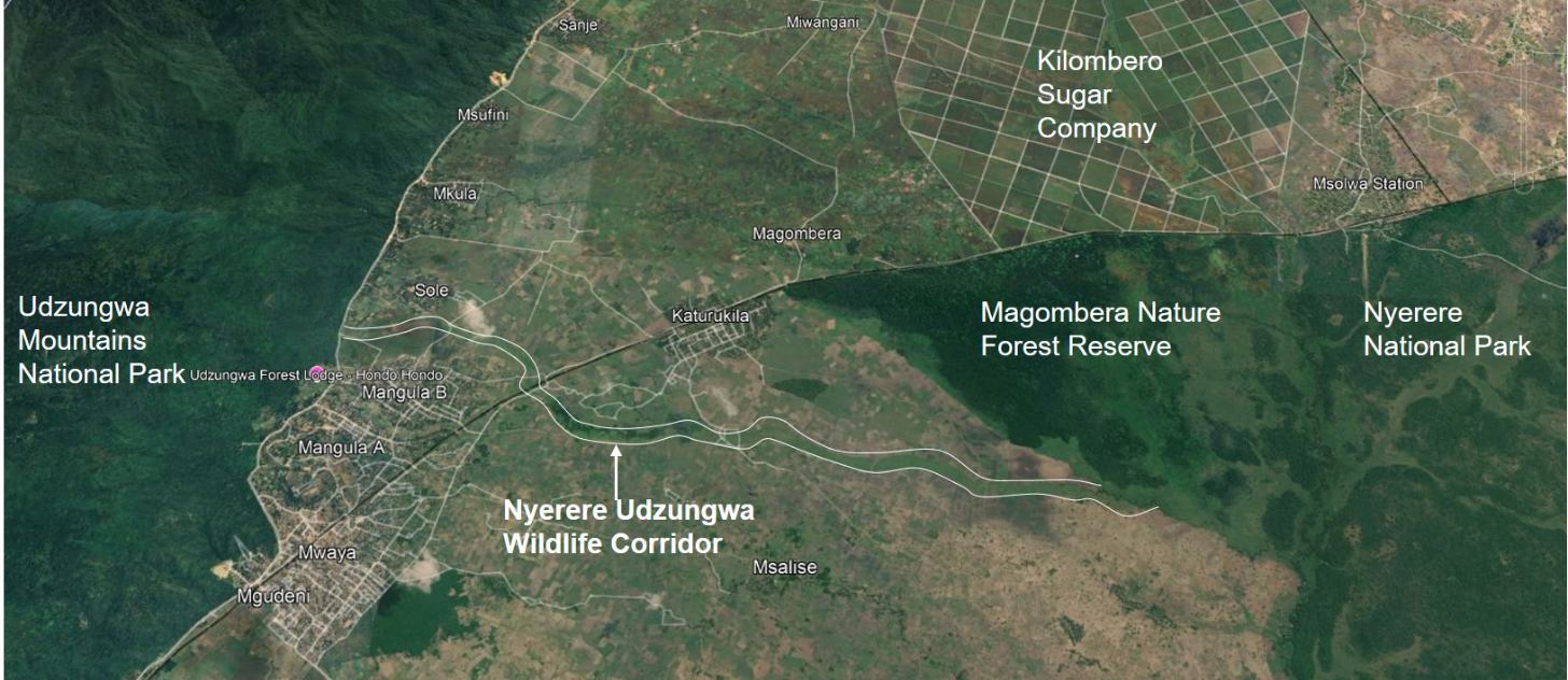 Satellite map showing the Nyerere Udzungwa Wildlife Corridor connecting Udzungwa Mountains National Park on the left to Magombera Nature Forest Reserve and Nyerere National Park on the right, with labeled settlements and Kilombero Sugar Company plantations visible in the region.