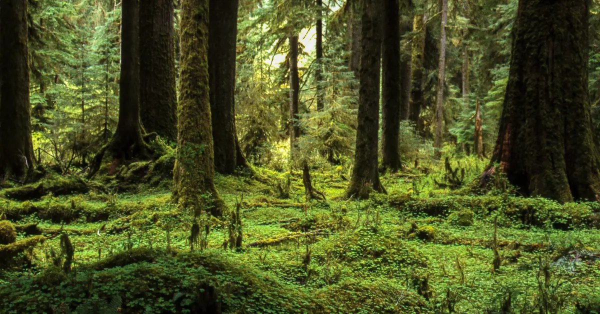 Dense forest with tall coniferous trees, moss-covered trunks, and a thick carpet of green moss and low vegetation covering the forest floor.