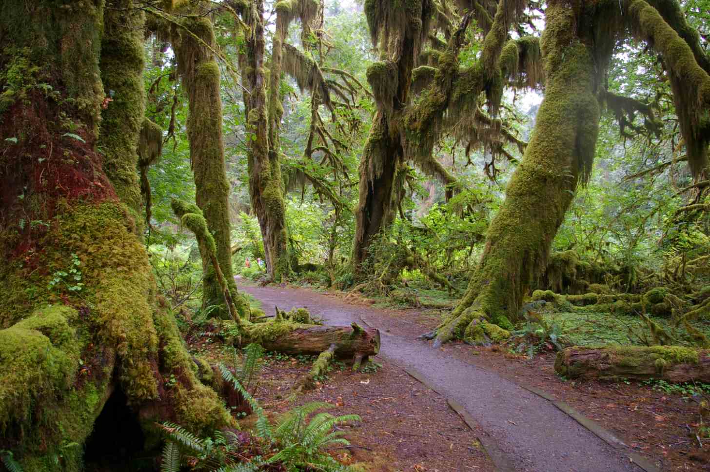 A forest path lined with tall trees covered in thick green moss, with fallen logs and ferns along the ground.