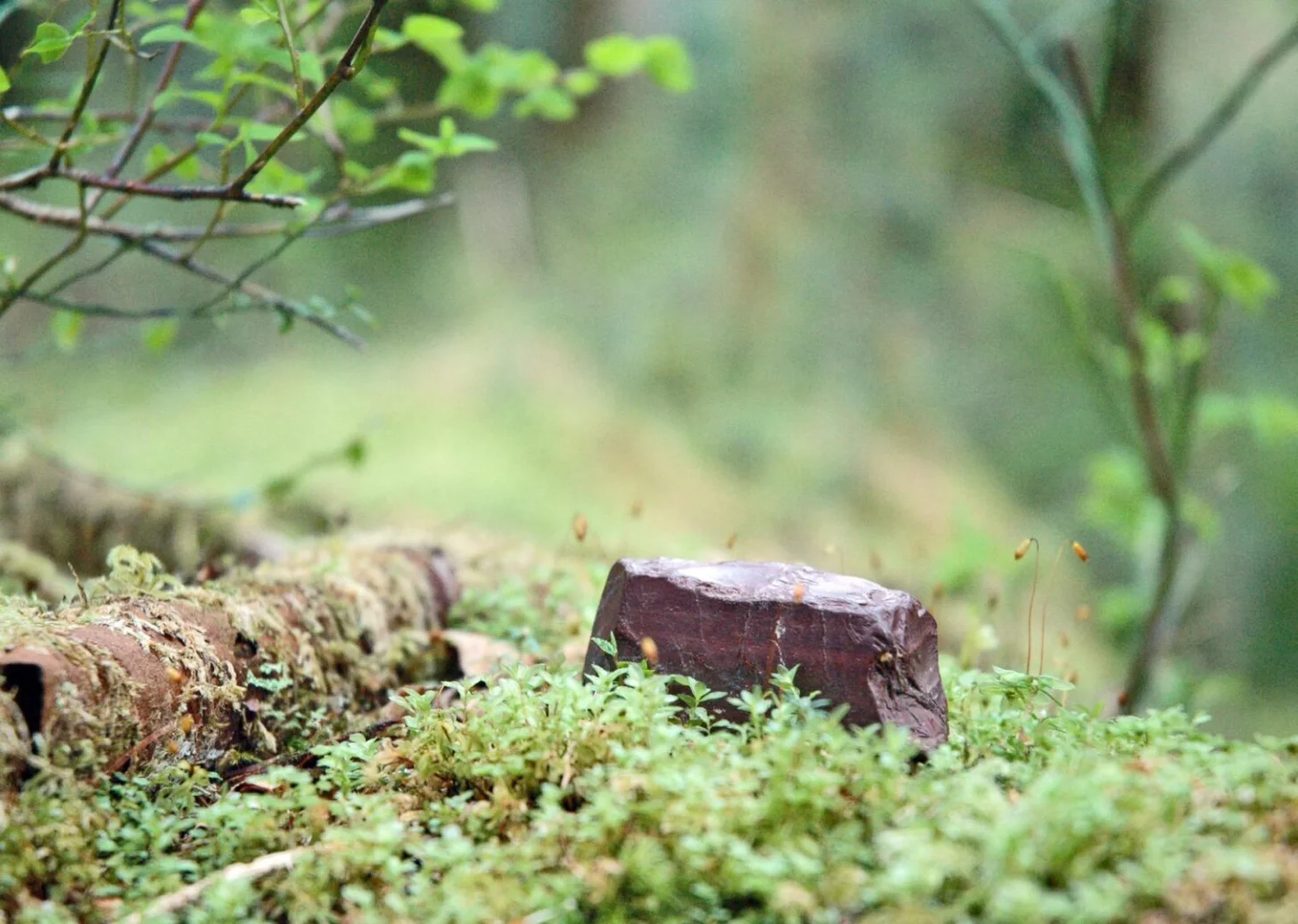 A dark reddish-brown stone or wood fragment partially covered with bright green moss, surrounded by small delicate plants and thin stems with leaves.
