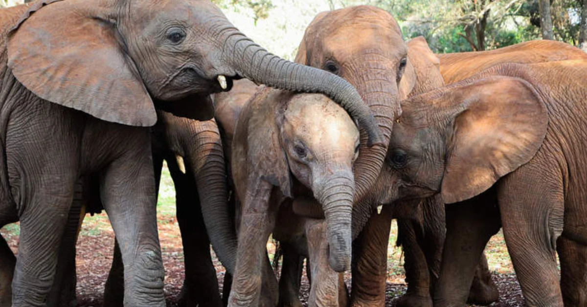 Four brown elephants stand together, with the leftmost elephant's trunk touching the face of a central elephant, while others stand nearby on a dirt ground with trees visible in the background.
