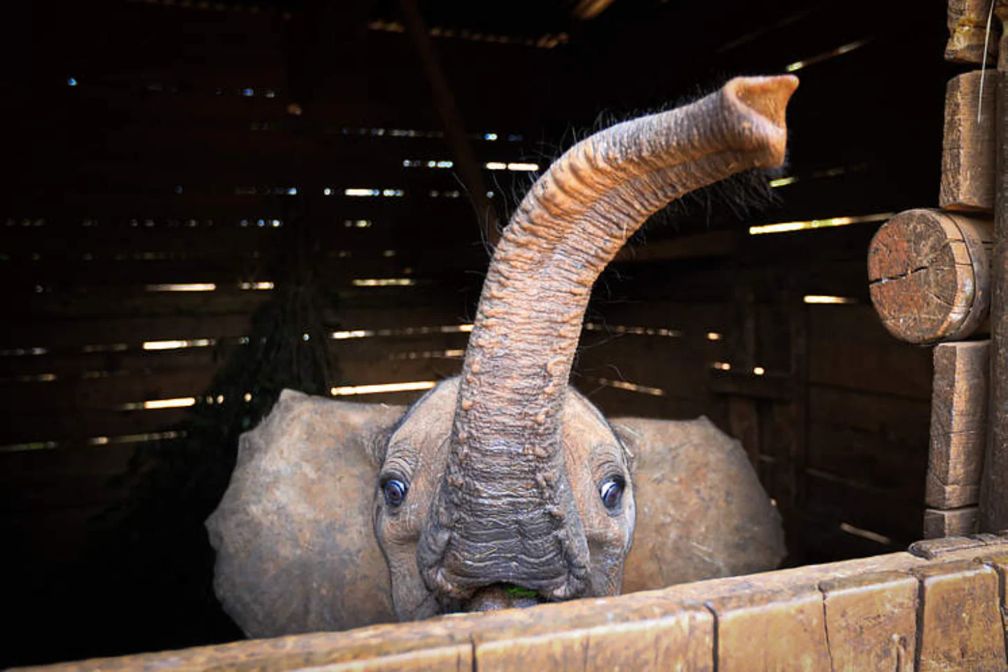 Young elephant with raised trunk looking toward camera, wooden fence barrier in foreground, indoor enclosure with lit windows of building visible in background.