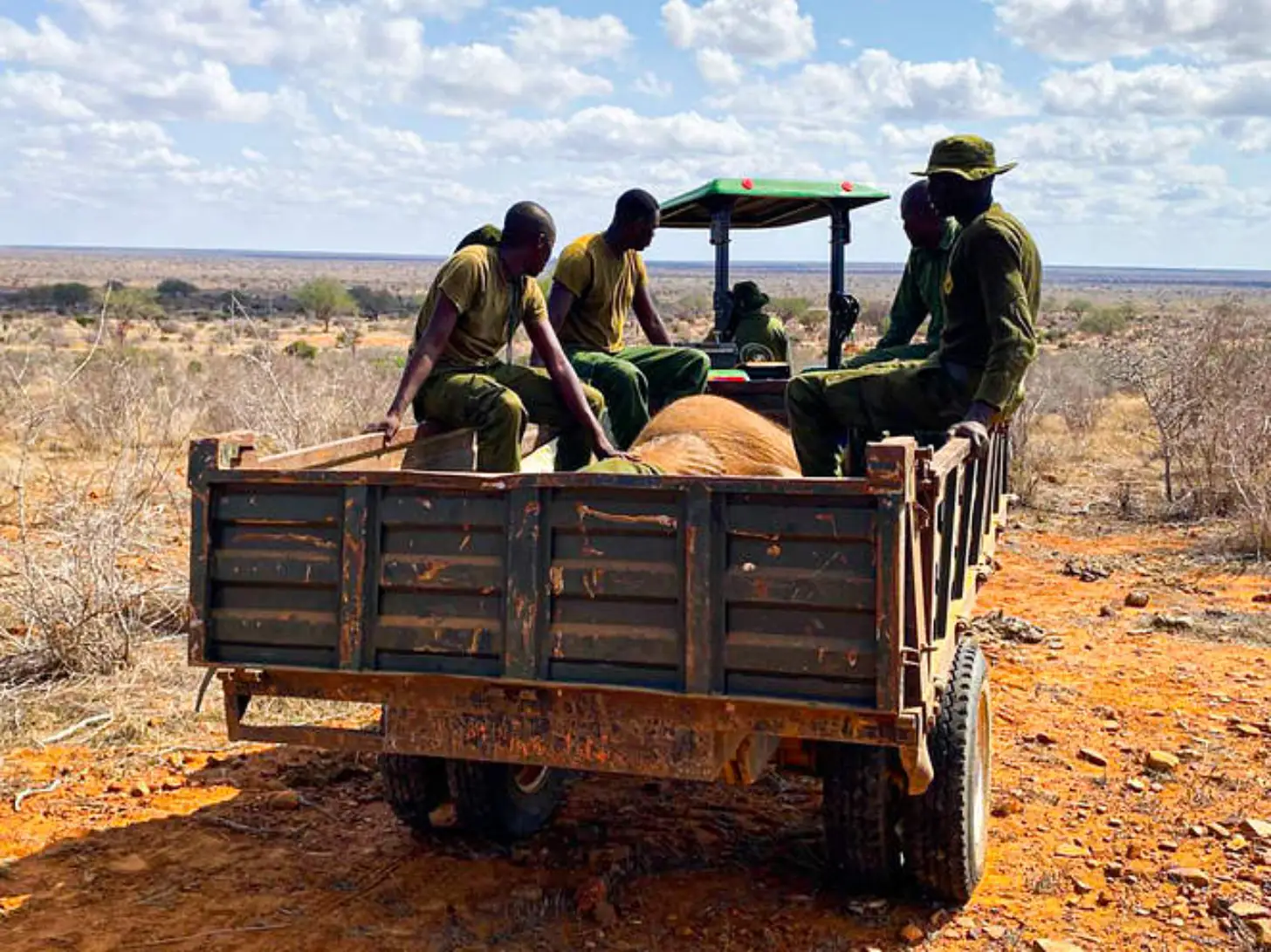 Five people in khaki and olive uniforms stand on and around a rusted metal cart in a dry, scrubland landscape, with a baby elephant between them. A green canopy vehicle is visible in the background under a partly cloudy sky.