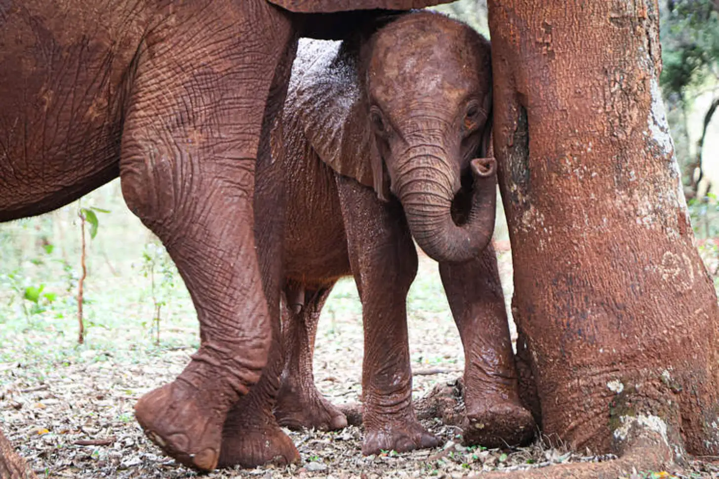 A young elephant stands between two adult elephants on sandy ground with sparse vegetation visible.