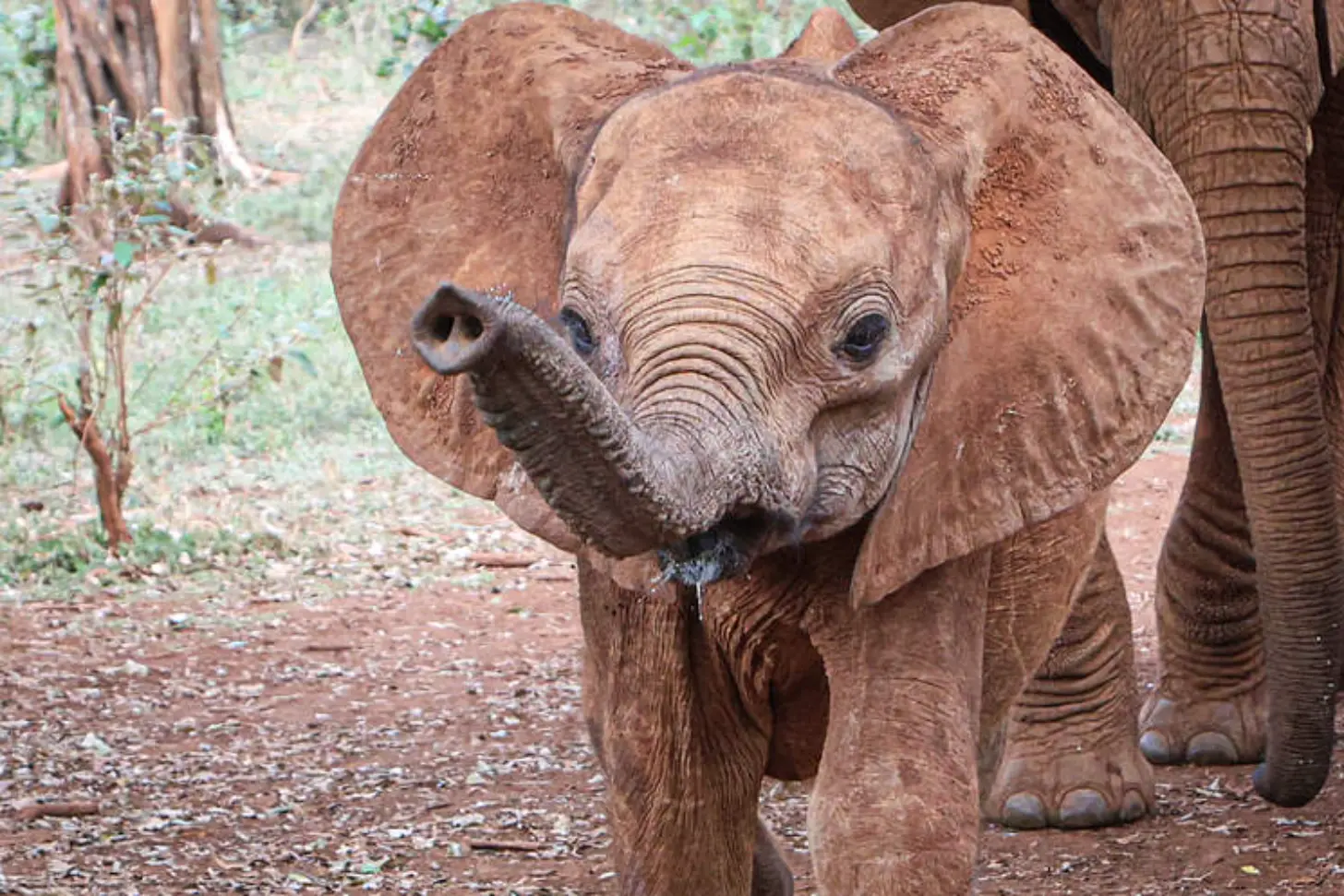 A young elephant with its trunk raised walks on reddish-brown ground, with an adult elephant visible beside it.