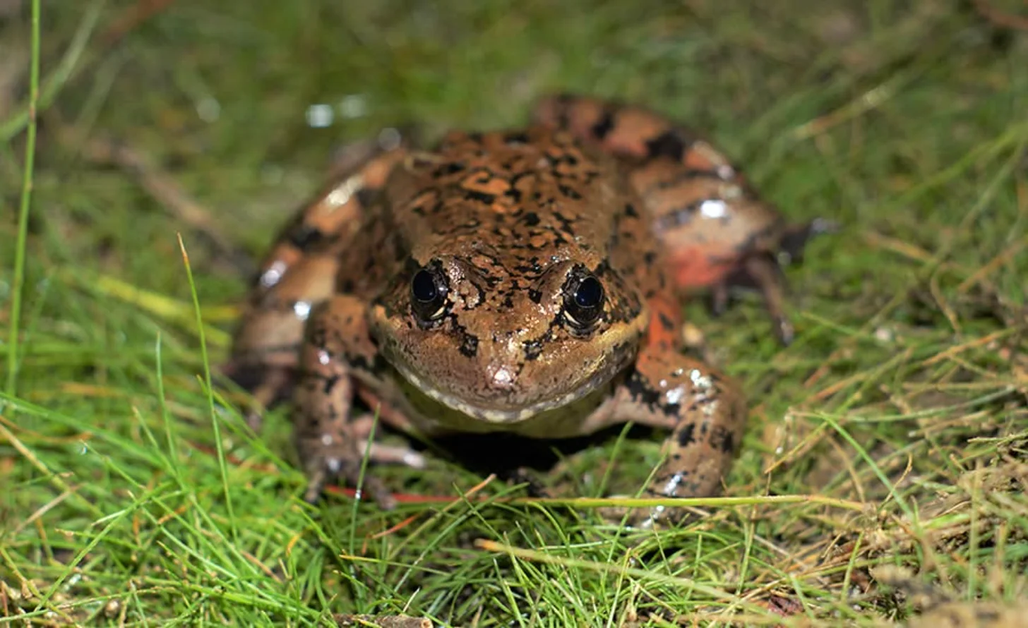 A brown frog with dark markings and white spots sits on grass, facing the camera with its large dark eyes visible.