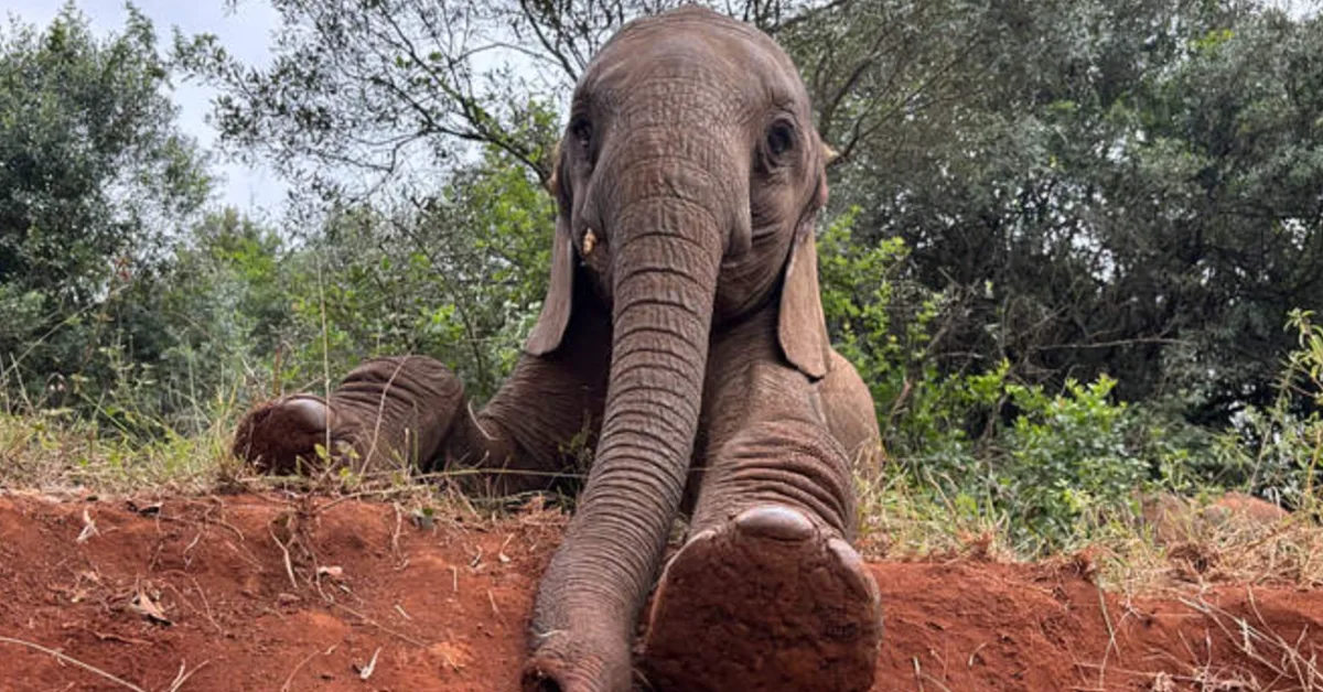 An elephant with its trunk raised stands on reddish-brown soil with green vegetation and trees in the background.