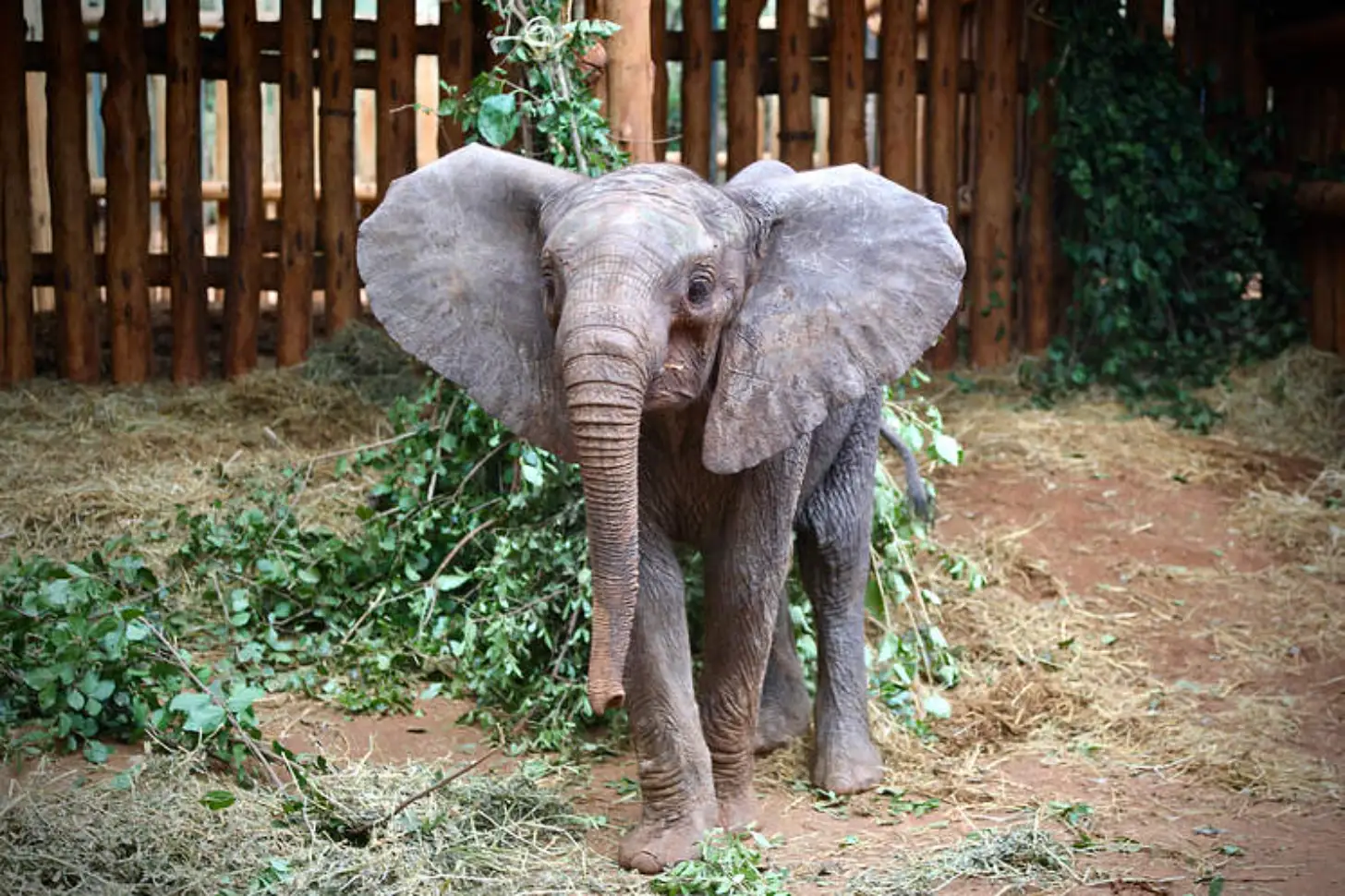 A young elephant stands in an enclosure with wooden fencing, eating vegetation from the ground.