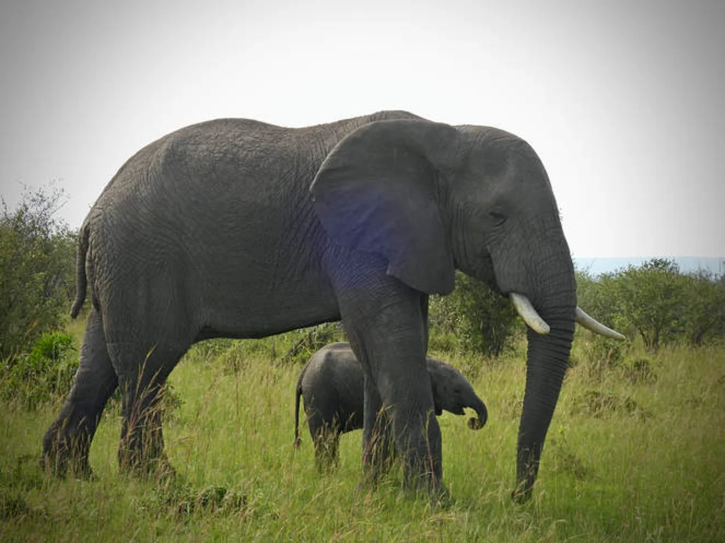 An adult elephant with visible tusks walks through grassland alongside a younger elephant calf. Green vegetation and trees fill the background under an overcast sky.