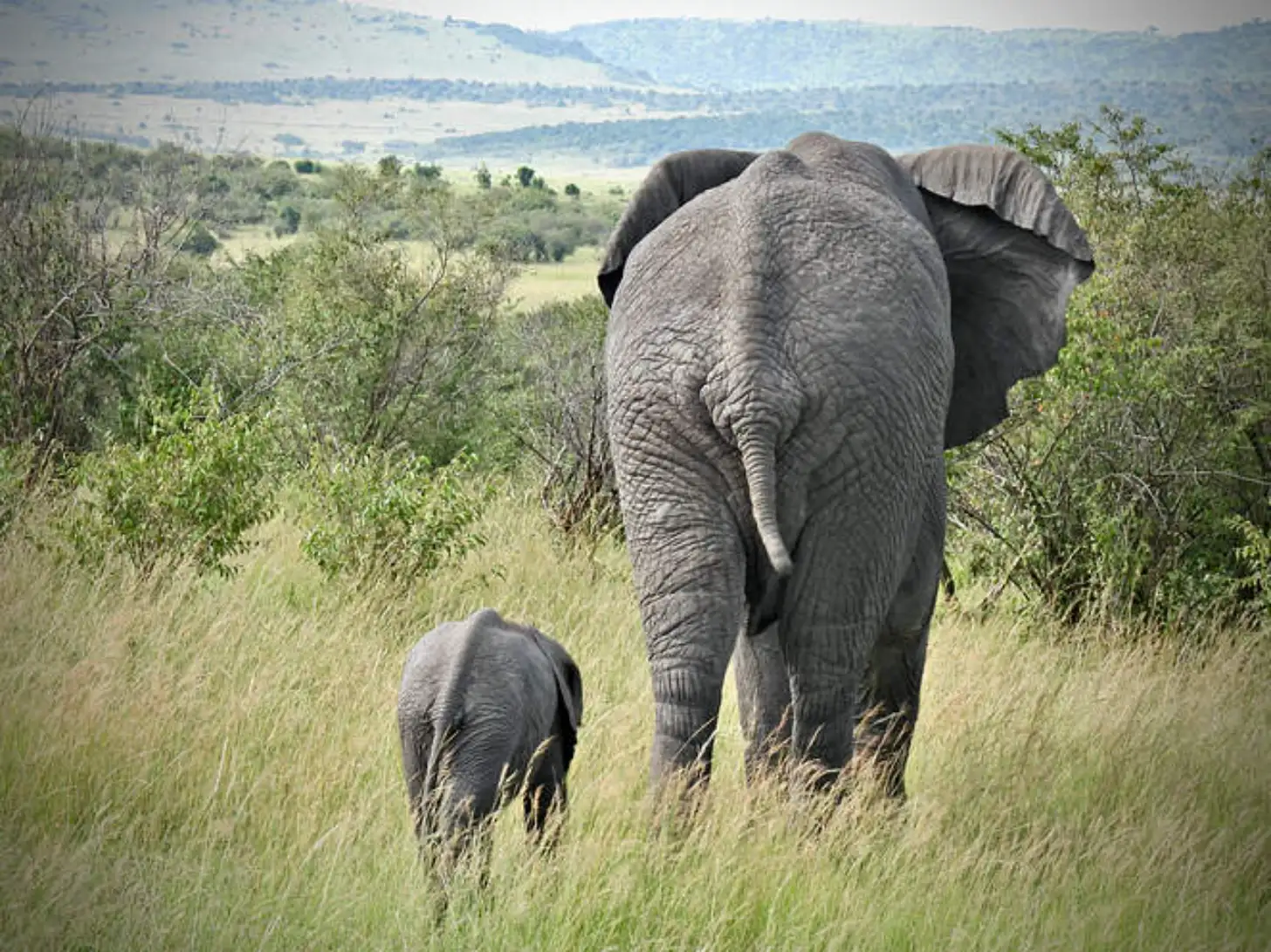 An adult elephant and a young elephant walk through tall grass with forested hills and a valley visible in the background.