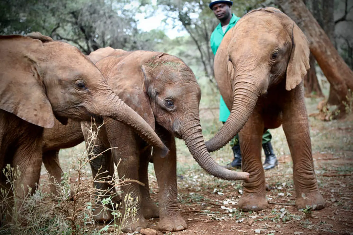 Three young elephants stand on a dirt path among trees, with one reaching its trunk toward vegetation. A caretaker in a teal shirt and cap stands behind them.