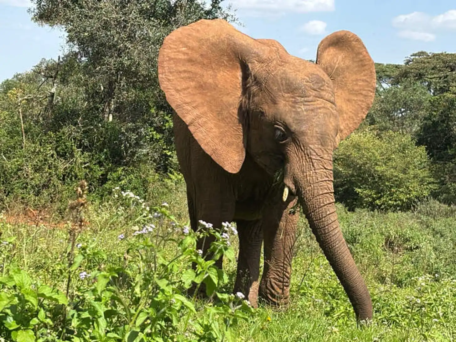 A large African elephant with ears extended walks through grassland dotted with purple flowers, surrounded by green trees and vegetation.