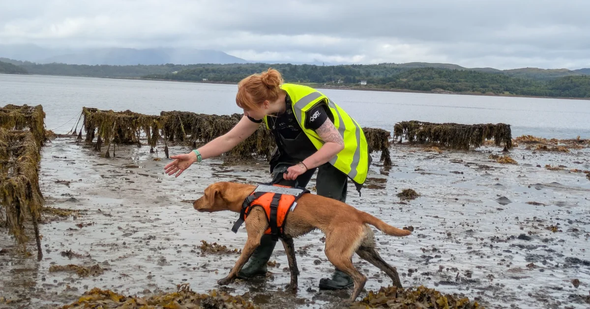 A woman in a yellow safety vest and wetsuit guides a brown dog wearing an orange life jacket across a muddy tidal flat scattered with wooden posts. Mountains and water are visible in the background.
