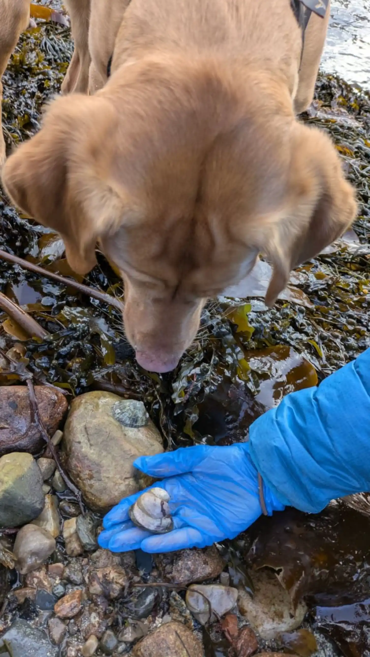 A light-colored dog lowers its nose toward a shell held in a gloved hand at a rocky tidal pool covered with seaweed and water.