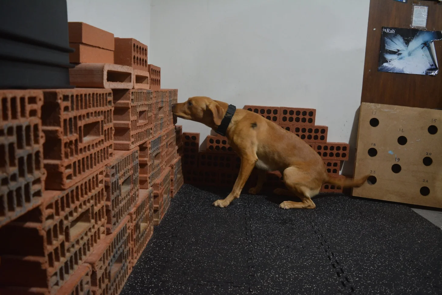 A tan-colored dog wearing a black collar lowers its head toward a stack of red clay bricks arranged on a dark speckled floor, surrounded by additional brick arrangements and wooden structures.