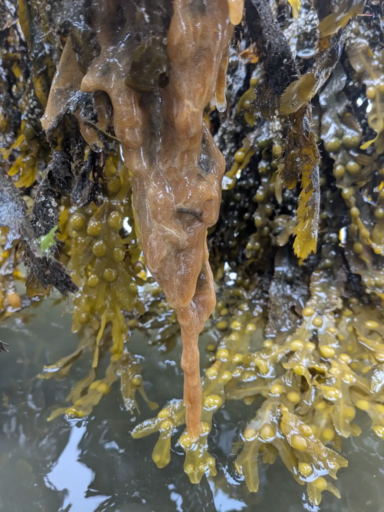 A wet sea squirt with olive-yellow and dark brown fronds hangs from rocks in shallow tidal water, covered with water droplets and foam.