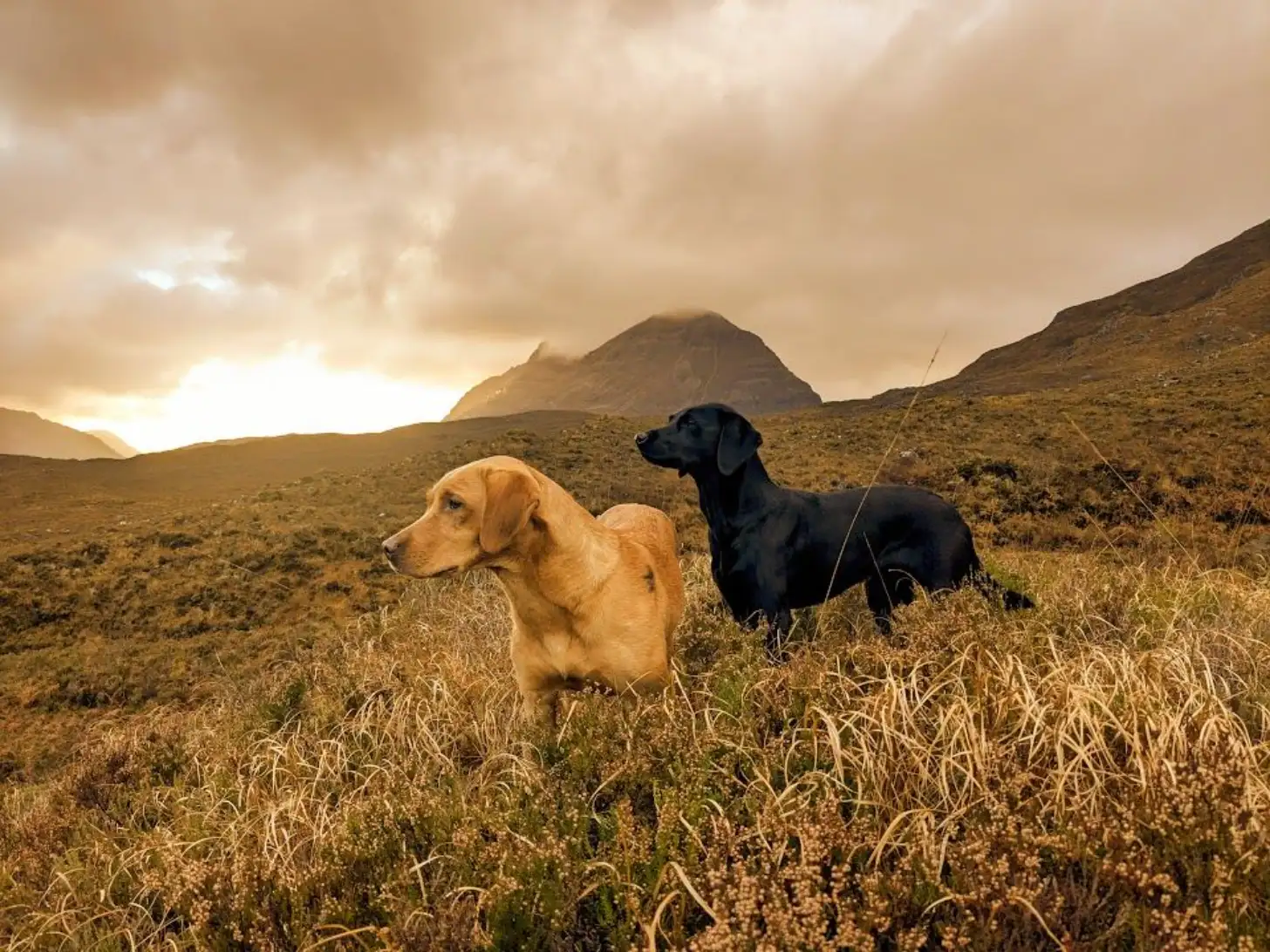 Two Labrador Retrievers, one yellow and one black, stand in dry grassland with a distinctive peaked mountain visible in the background under a cloudy sky.