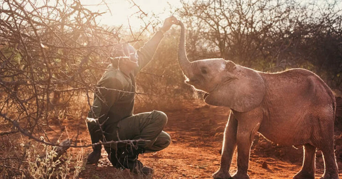 A person crouches beside a young elephant with its trunk raised in an arid woodland landscape with sparse, thorny vegetation and reddish soil.