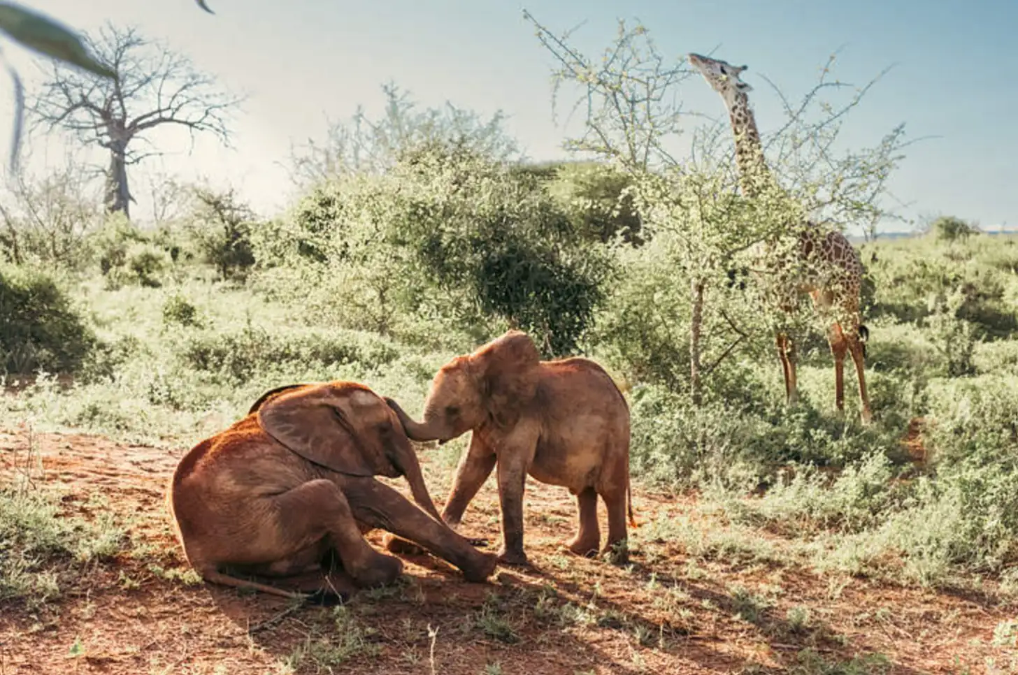 Two brown elephants on reddish soil with sparse green vegetation and trees in the background; one elephant is kneeling while the other stands nearby. A giraffe is visible in the distance among the trees.