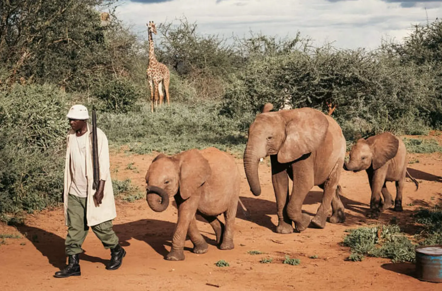 A person in a white helmet and light-colored shirt walks alongside three brown elephants on red soil surrounded by green vegetation. A giraffe stands in the background among the trees.