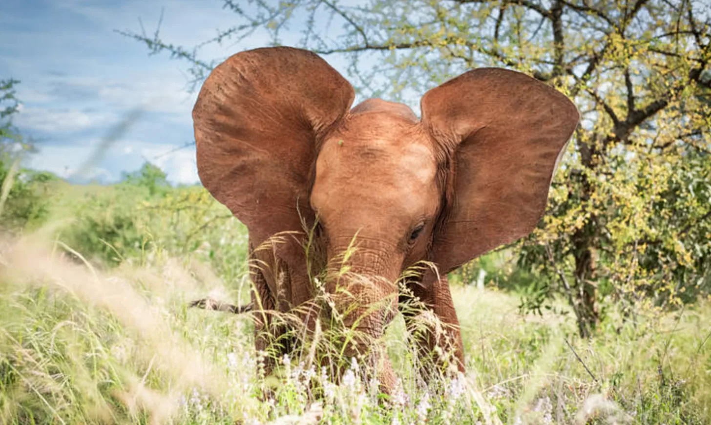 A brown elephant with large ears walks through tall grass and scattered trees under a partly cloudy sky.