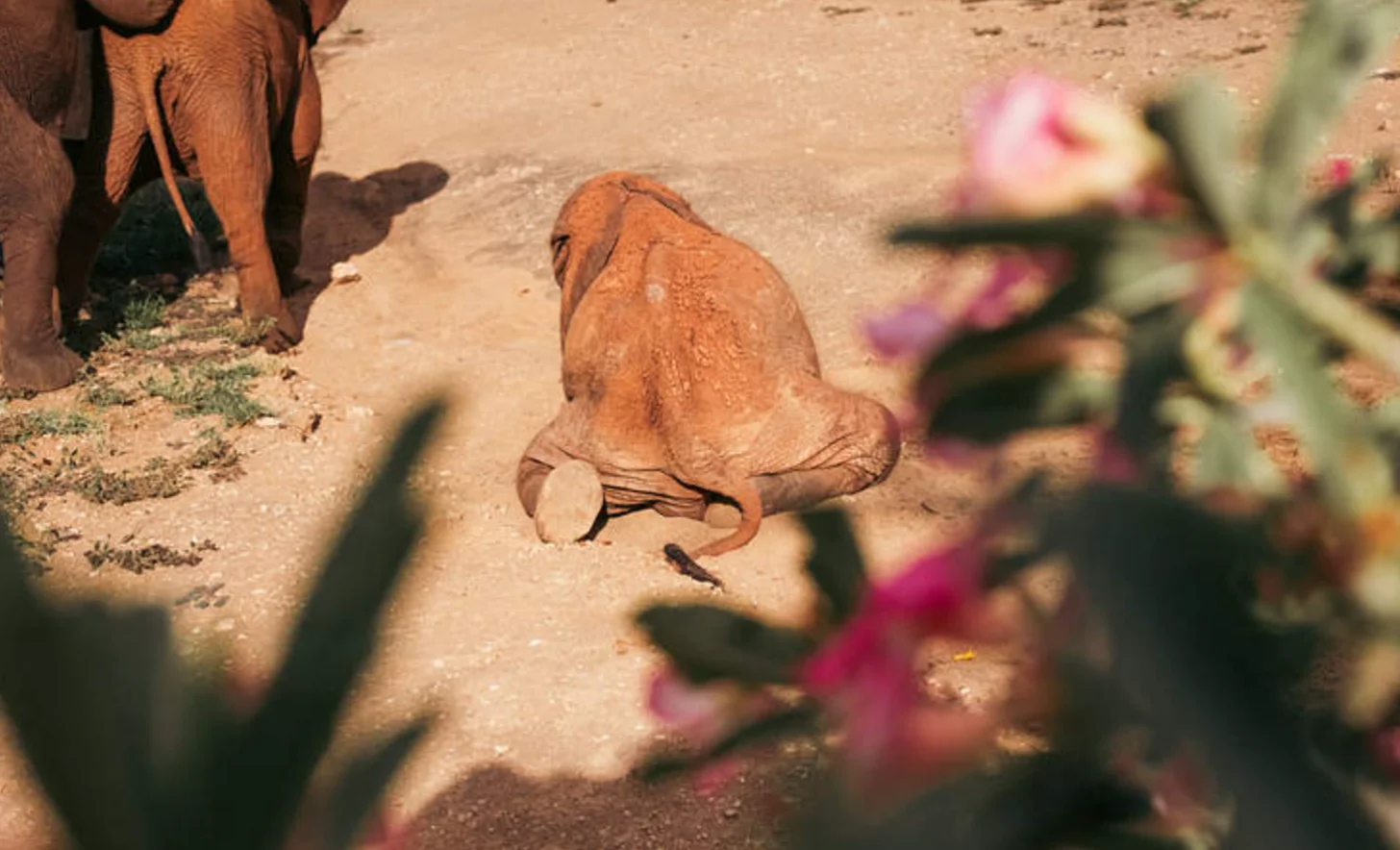 An elephant sits on sandy ground near the legs of a larger elephant on the left. Pink flowers and green cacti are blurred in the foreground and background.