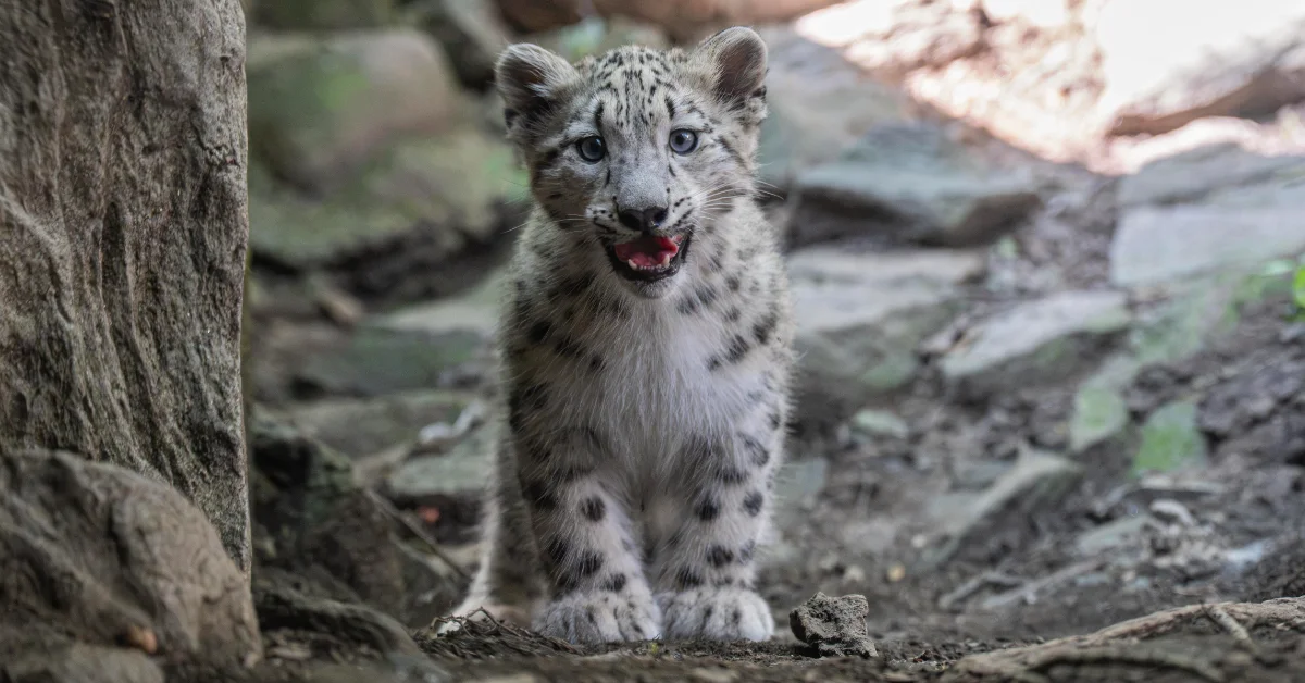 A snow leopard cub with spotted gray and white fur stands on rocky ground near a large stone, looking toward the camera with its mouth slightly open.