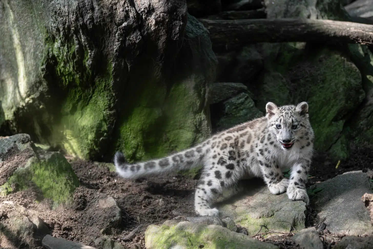 A white and gray snow leopard cub with blue eyes stands on rocky, moss-covered terrain surrounded by large boulders.