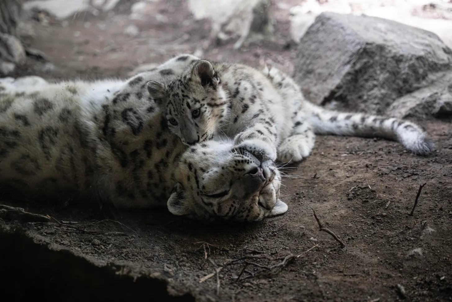 A snow leopard cub snuggles with its mom, dirt ground with boulders visible in the background.