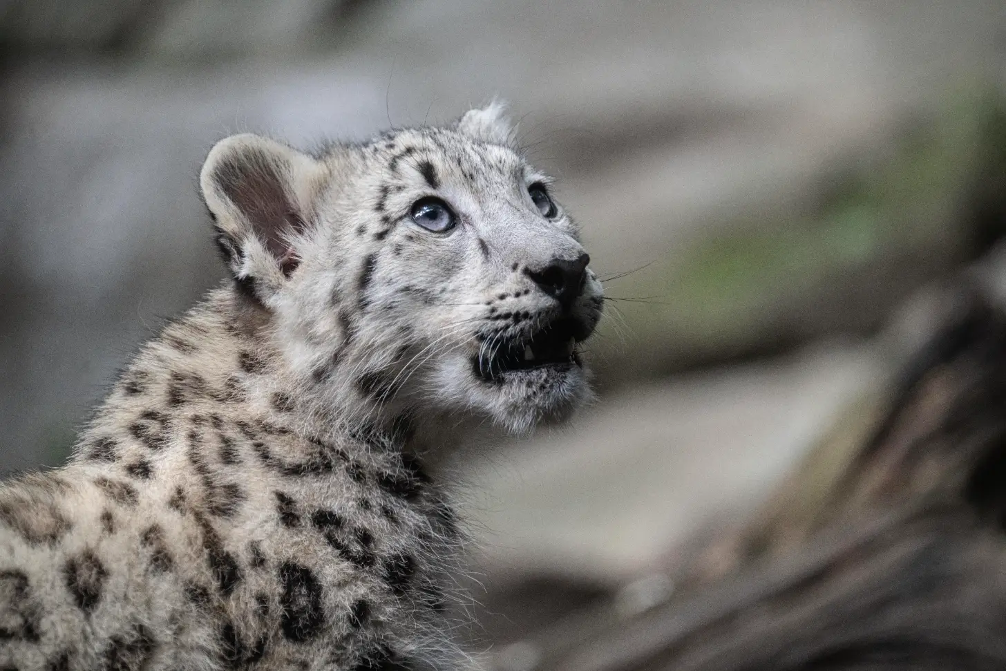 A snow leopard cub in profile looks upward, its white and gray spotted coat visible against a blurred rocky background.