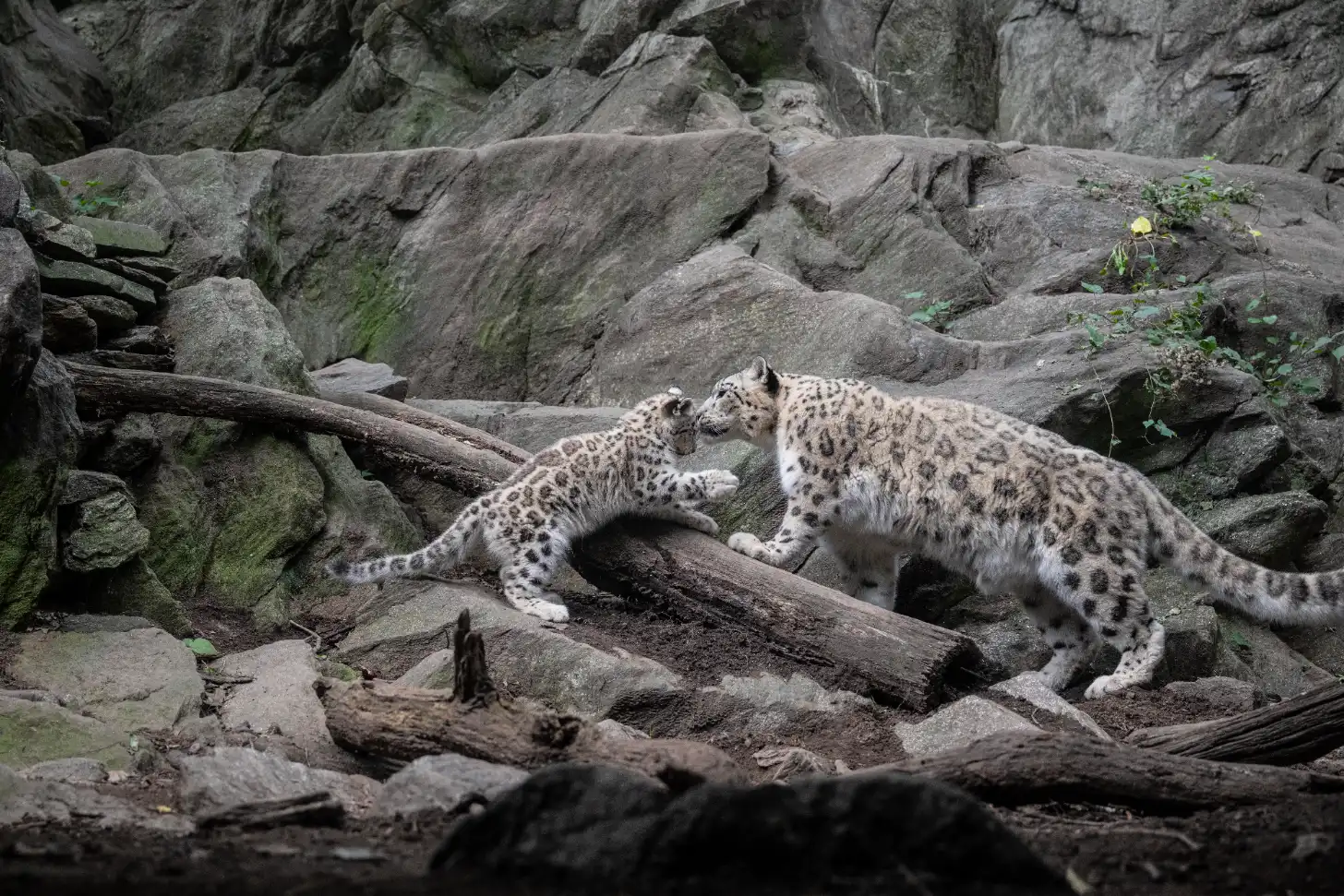 A snow leopard cub and adult snow leopard stand on a fallen log among rocky terrain and boulders with moss and sparse vegetation.