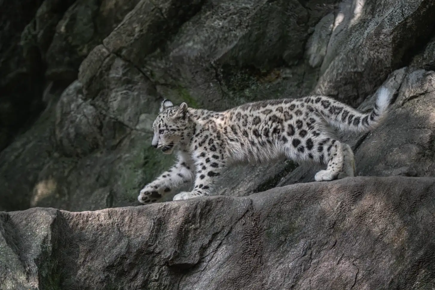 A snow leopard cub with spotted white and gray fur walks across rocky gray stone surfaces with moss-covered rock formations visible in the background.