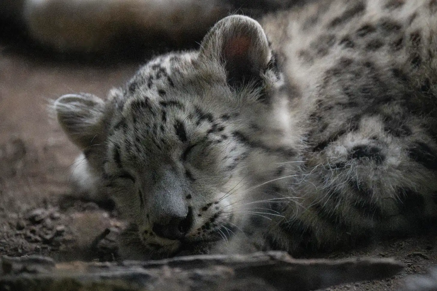 A snow leopard with spotted fur rests on rocky, dusty ground, its head turned slightly toward the camera with ears visible and long whiskers prominent.