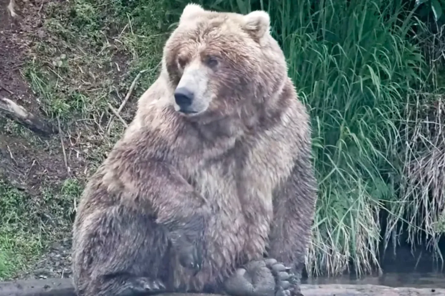 A large brown bear sits in shallow water surrounded by green vegetation and grass.