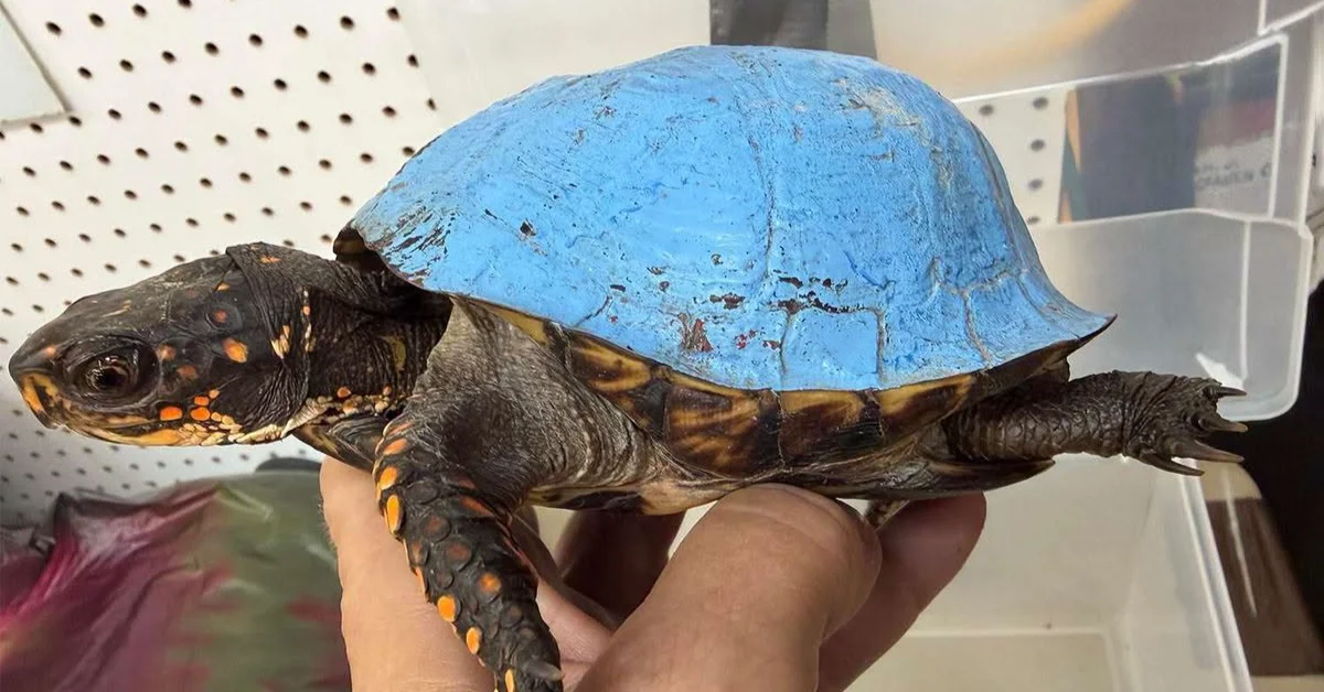 A small dark turtle with orange and yellow markings on its head and legs is held in someone's hand. The turtle's shell is painted bright blue and shows wear and dirt marks.