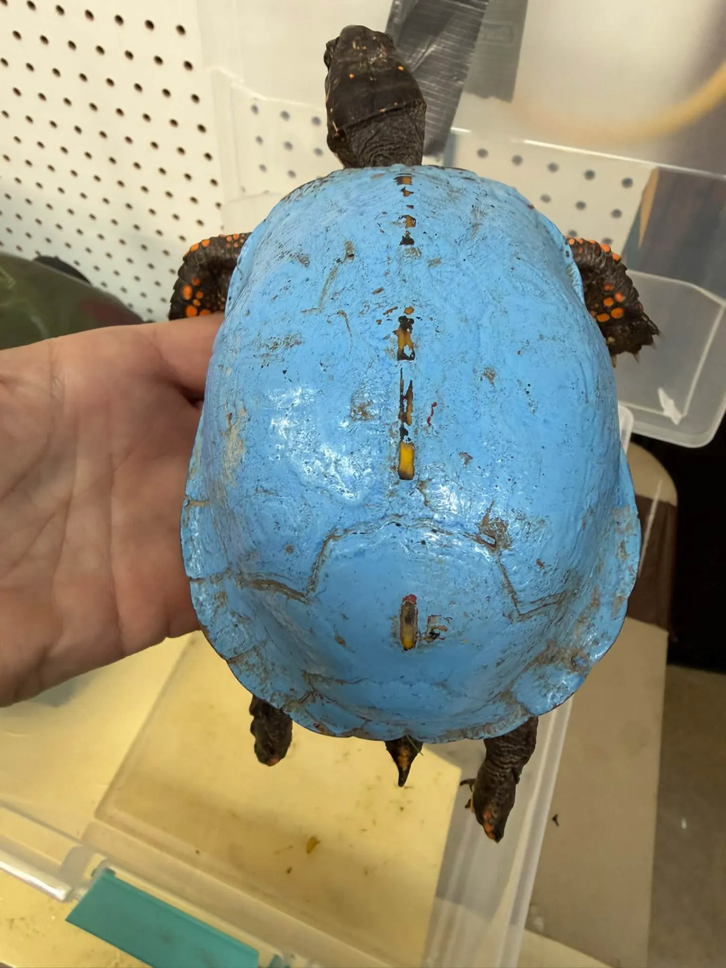 A person holds a bright blue painted turtle shell viewed from underneath, showing two yellow spots on the plastron. A dark-colored turtle with orange-spotted shell is visible in the background.