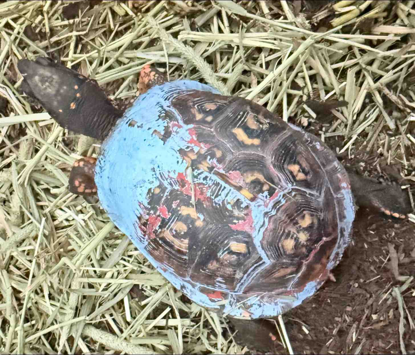 A dark-colored turtle with its shell painted light blue, viewed from above on straw bedding. The shell features dark brown natural patterns with red and yellow painted accents.