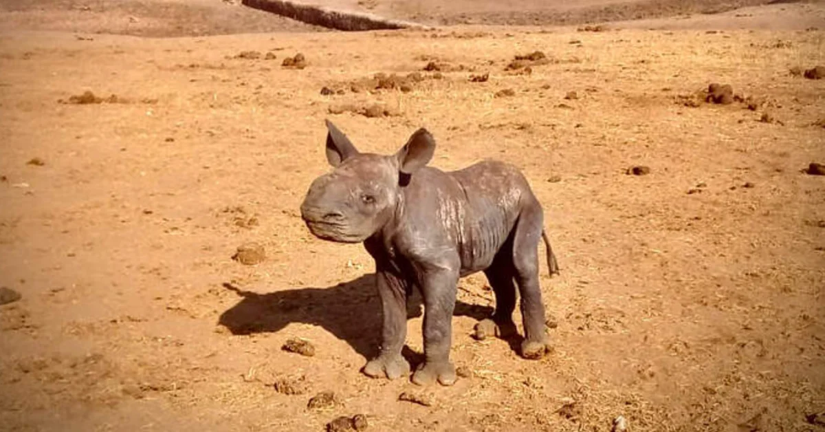 A young rhinoceros stands on sandy, rocky ground under bright sunlight, facing toward the camera.