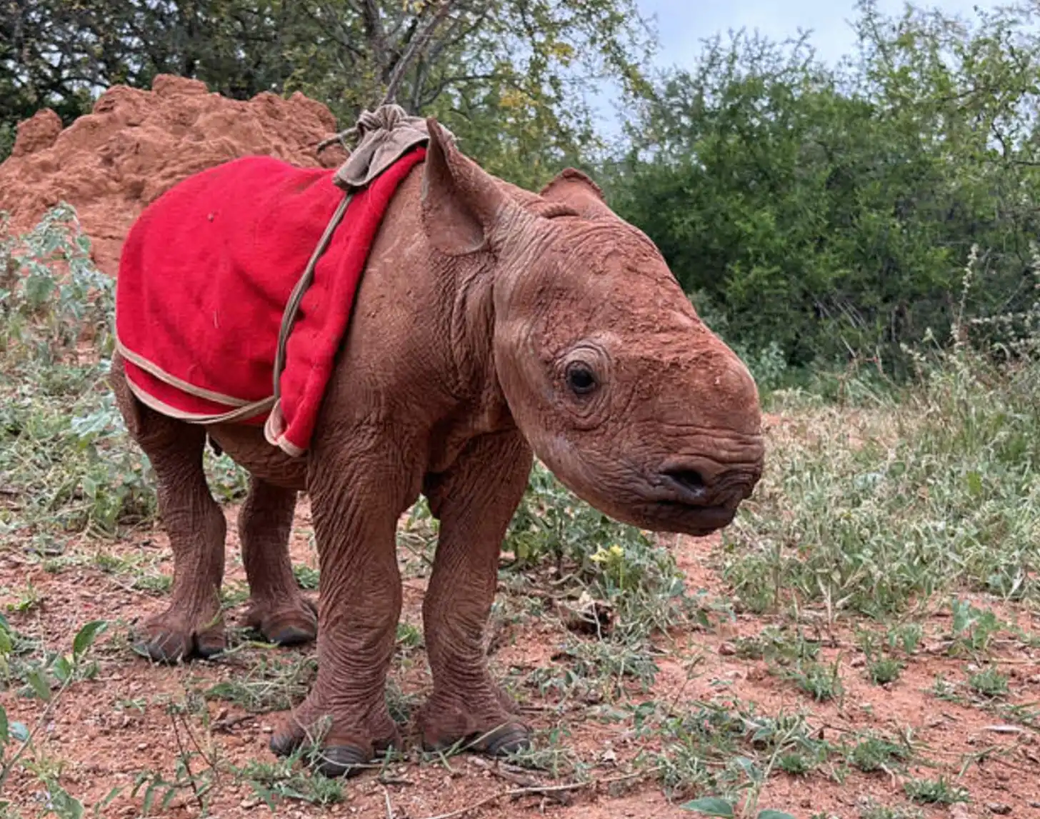 Young brown rhinoceros wearing a red blanket stands on reddish soil surrounded by green vegetation and trees.