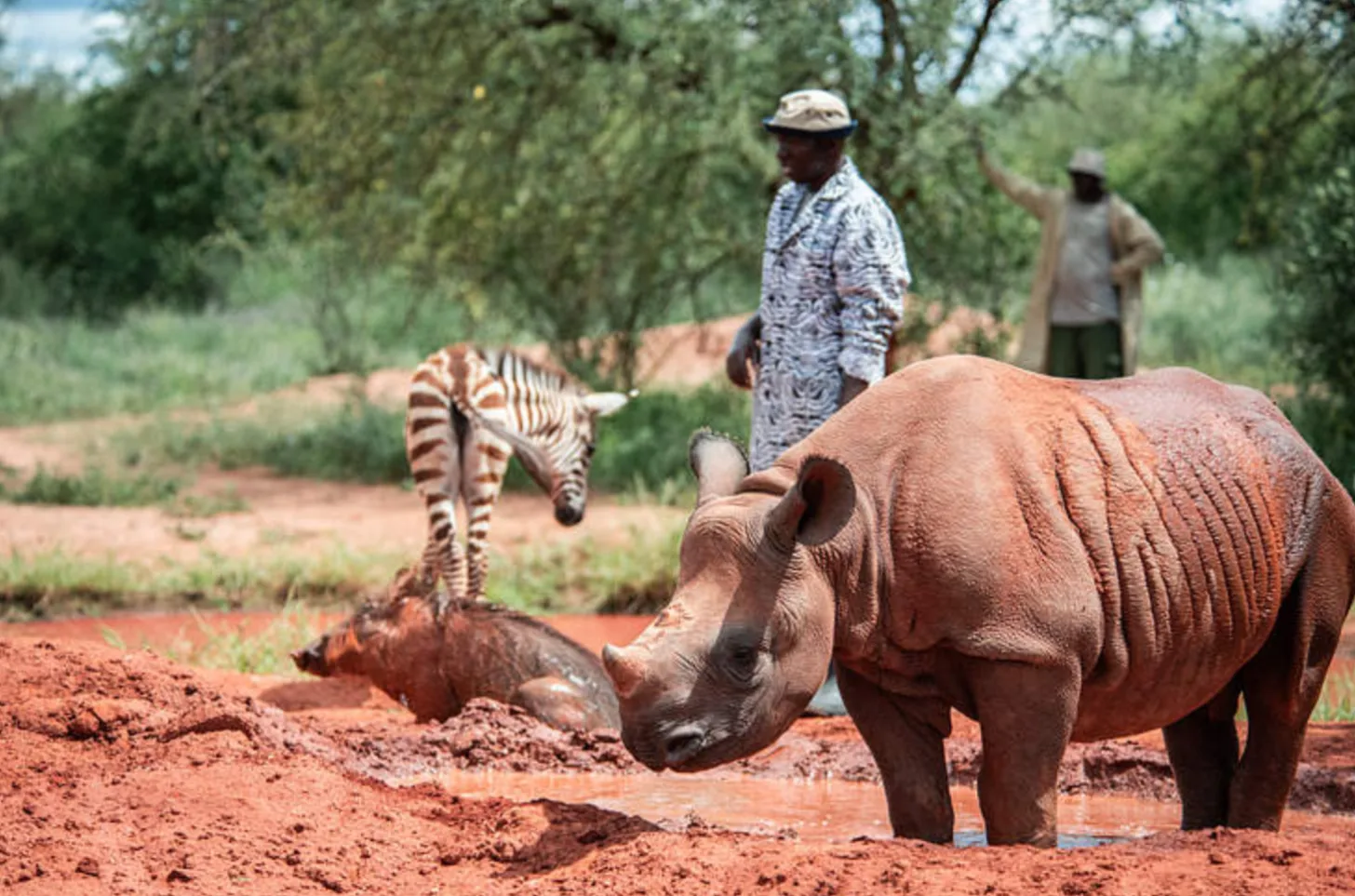 A rhinoceros stands in the foreground on reddish soil, with a zebra and a person in patterned clothing visible behind it in an African savanna landscape.