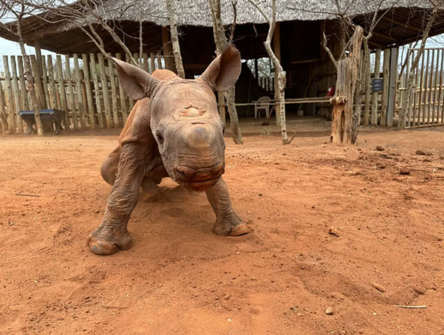A young rhinoceros stands in an enclosure with wooden fencing and a thatched-roof structure in the background, on reddish-brown soil.