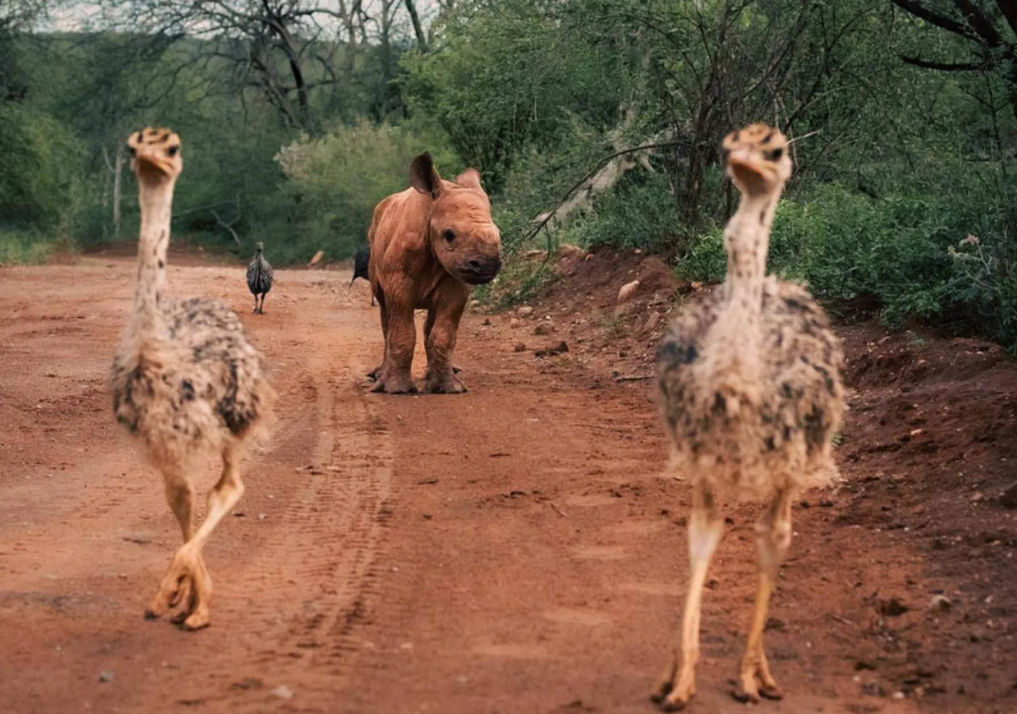 Two ostritches stand upright on a red dirt path facing the camera, with a rhinoceros and additional animals visible in the background among green vegetation.