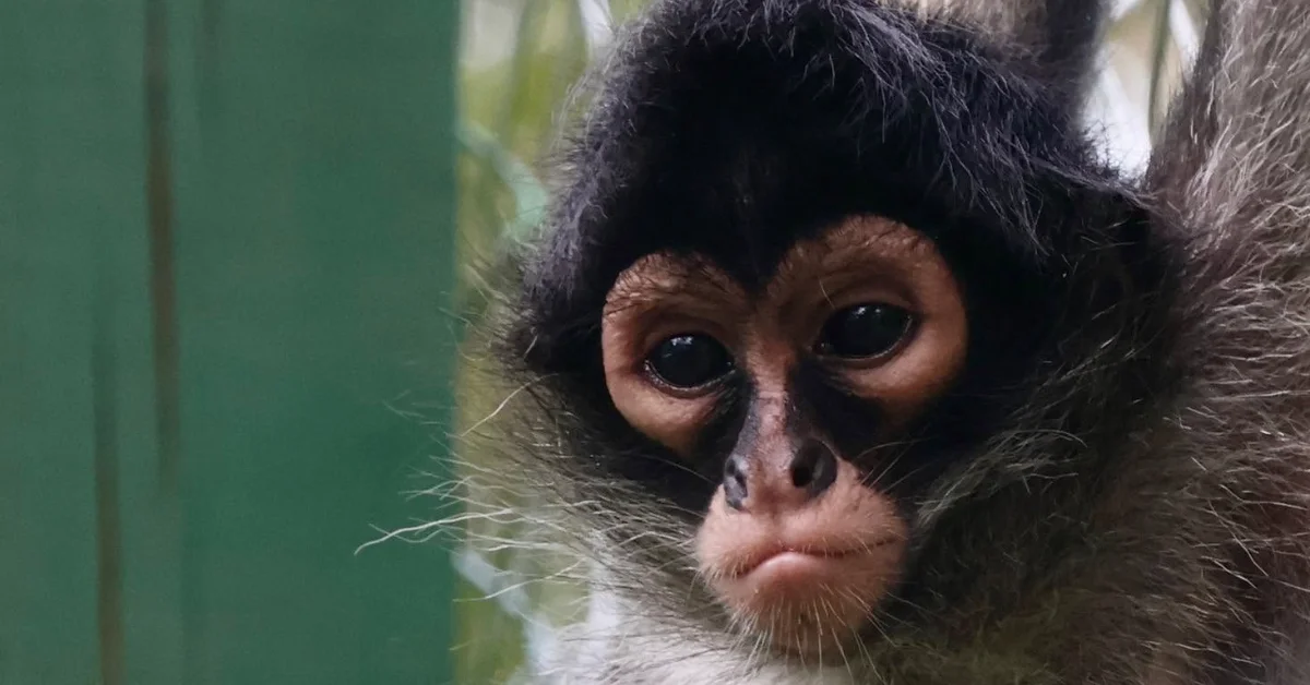A dark-haired primate with a tan and brown face looks directly at the camera with large dark eyes. The animal is positioned against a blurred green background.