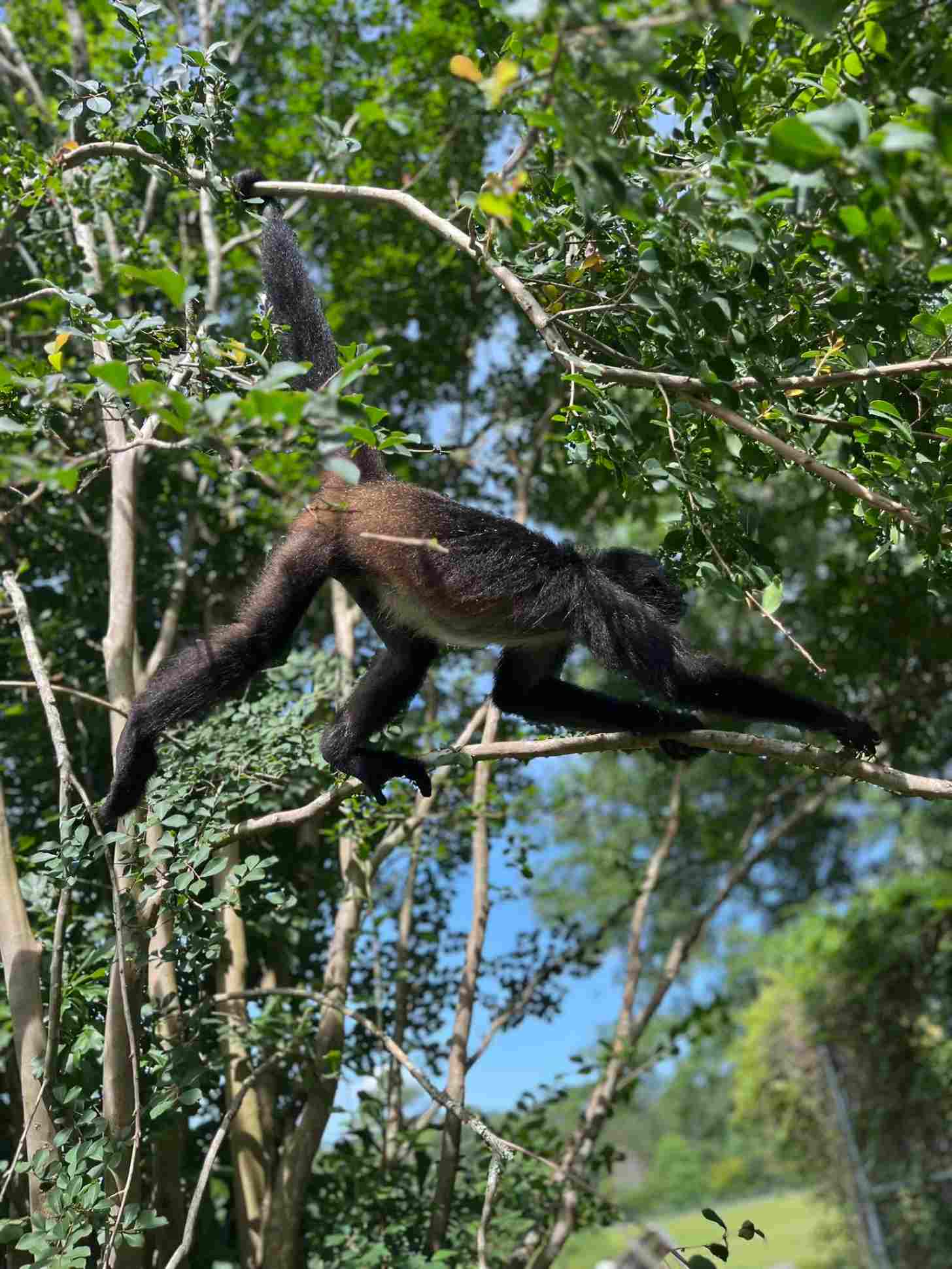 A dark-colored primate with long arms stretches across tree branches while reaching toward foliage above in a dense, leafy forest canopy.